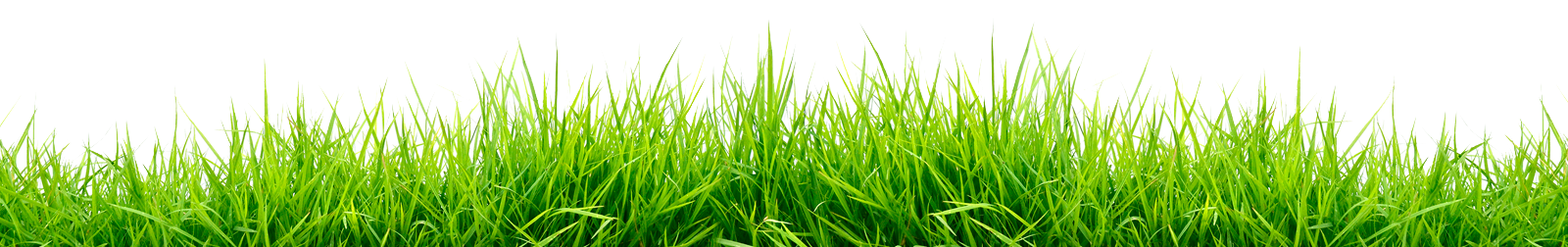 grasgras2